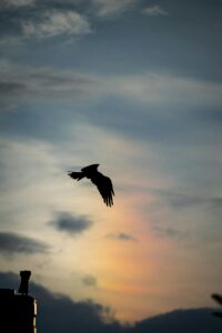 Freedom.